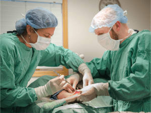 Veterinary surgeon and assistant performing tplo surgery on anesthetized dog in surgery room at animal clinic and hospital in moscow