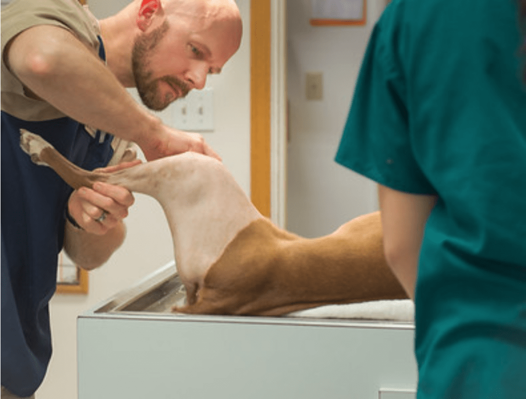 Veterinary surgeon preparing dog's leg for TPLO surgery with a razor at Animal Clinic and Hospital in Moscow, Idaho