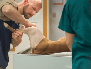 Veterinary surgeon preparing dog's leg for TPLO surgery with a razor at Animal Clinic and Hospital in Moscow, Idaho